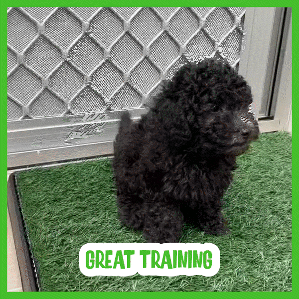 Trávnatá podložka pre psov - Doggo